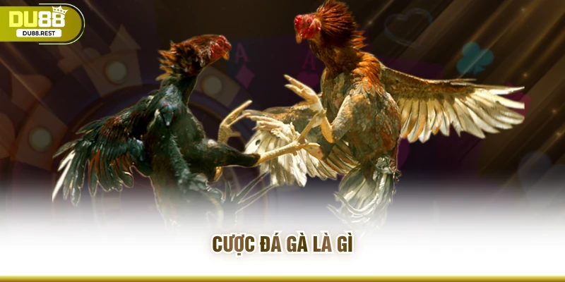 Cược đá gà là gì