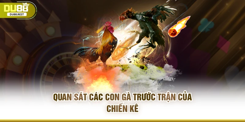 Quan sát các con gà trước trận của chiến kê